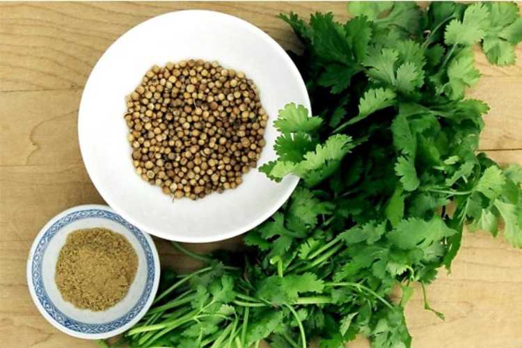 Health benefits of coriander
