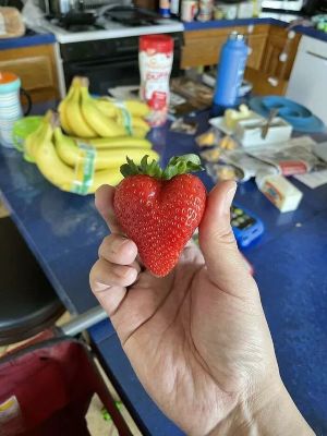 heart shape strawberry