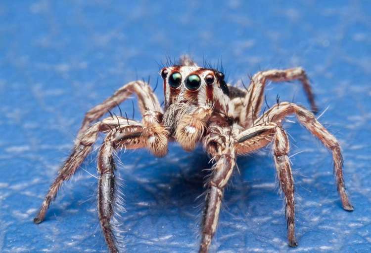 How to get rid of spider