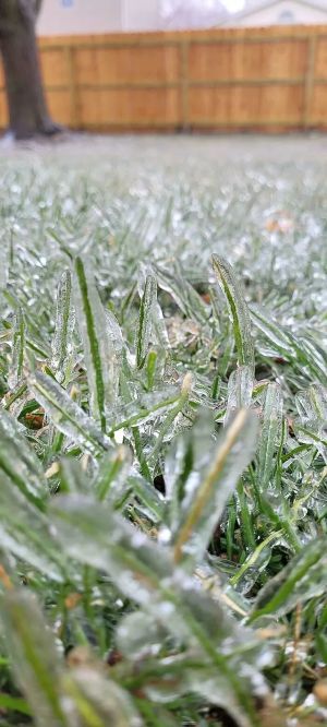icee grass