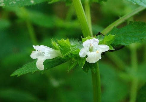 Lemon balm