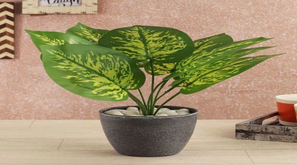 money plant is good for home
