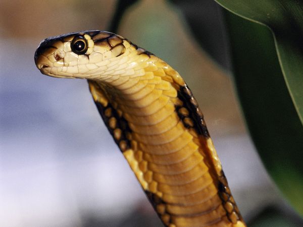 philipini cobra