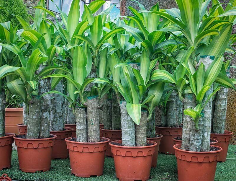 Plant of fortune- corn plant dracaena fragrans