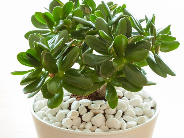 Plant of jade