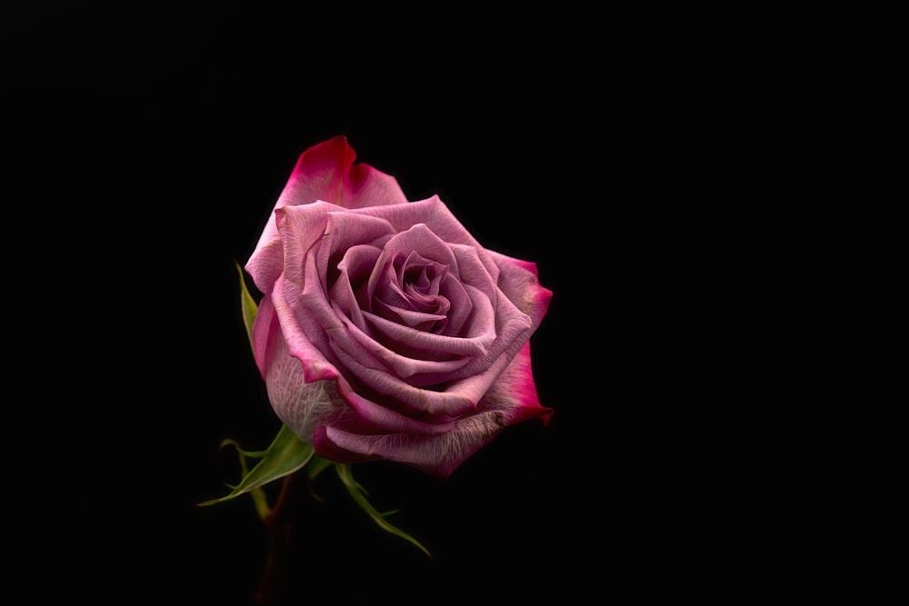 Rose Day Pink Rose