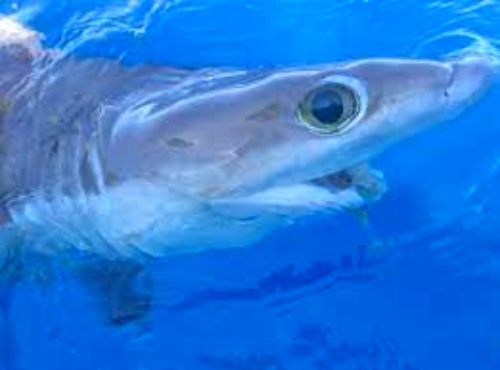 squalus clarkae