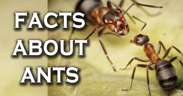 Ants Facts, चींटियों के बारे में अच्छे तथ्य