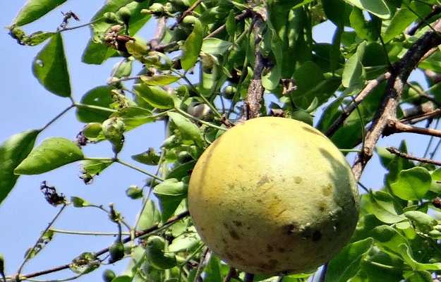 Facts about Bael Tree in Hindi, बेल के पेड़ के बारे में रोचक तथ्य