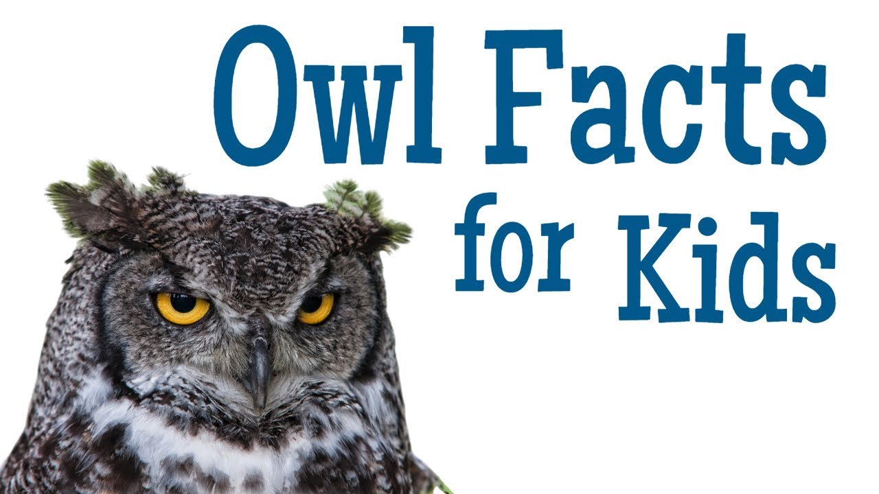 Facts about Owl In Hindi, उल्लू के बारे में रोचक तथ्य