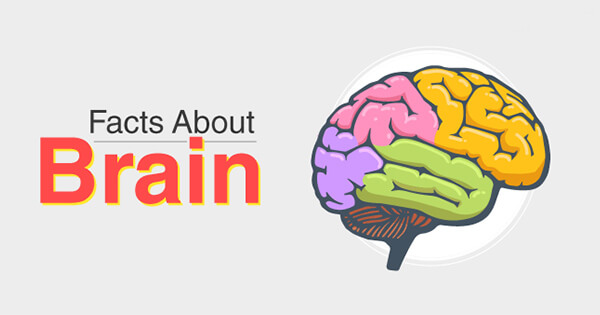 Facts on Brain, दिमाग के कुछ रोचक तथ्य