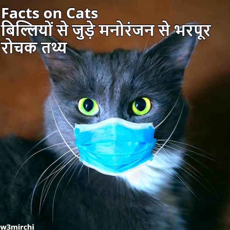 Facts on Cats, बिल्लियों से जुड़े मनोरंजन से भरपूर रोचक तथ्य