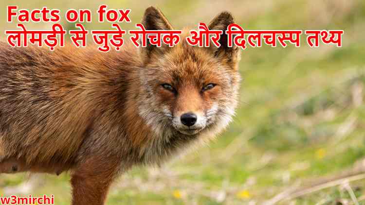 Facts on fox, लोमड़ी से जुड़े रोचक और दिलचस्प तथ्य
