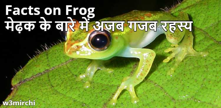 Facts on Frog, मेढ़क के बारे में अजब गजब रहस्य