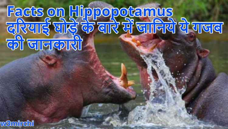 Facts on Hippopotamus, दरियाई घोड़े के बारे में जानिये ये  गजब की जानकारी