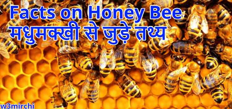 Facts on Honey Bee, मधुमक्खी से जुड़े तथ्य