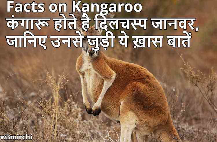 Facts on Kangaroo, कंगारू होते है दिलचस्प जानवर, जानिए उनसे जुड़ी ये ख़ास बातें