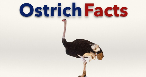 Facts on ostriches, शुतुरमुर्ग के बारे में कुछ तथ्य