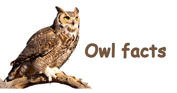 Facts on owl, उल्लू से जुड़े रोचक तथ्य