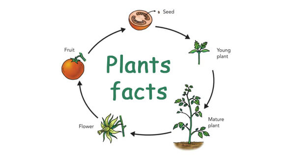 Facts on plants, पेड़-पौधे के बारे में रोचक तथ्य