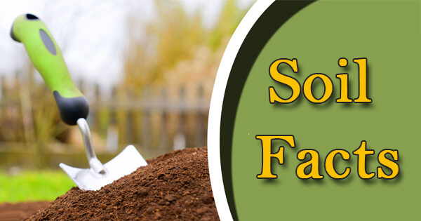 Facts on soil, मिट्टी पर तथ्य