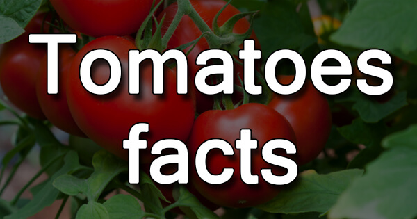 Facts on Tomatoes, टमाटर पर तथ्य