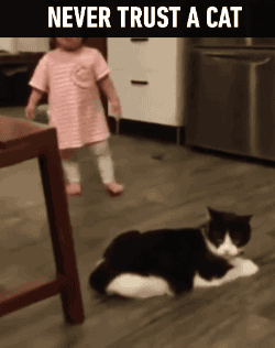 Funny Baby and Cat GIF