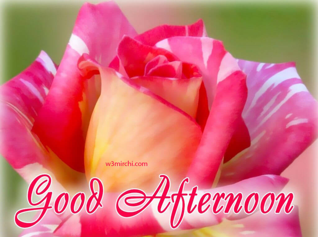 Good Afternoon Pictures Images Quotes And Shayari Page 1 Good afternoon, good afternoon status, good afternoon shayari, good afternoon image, afternoon video #paradiselovetarget. good afternoon pictures images quotes