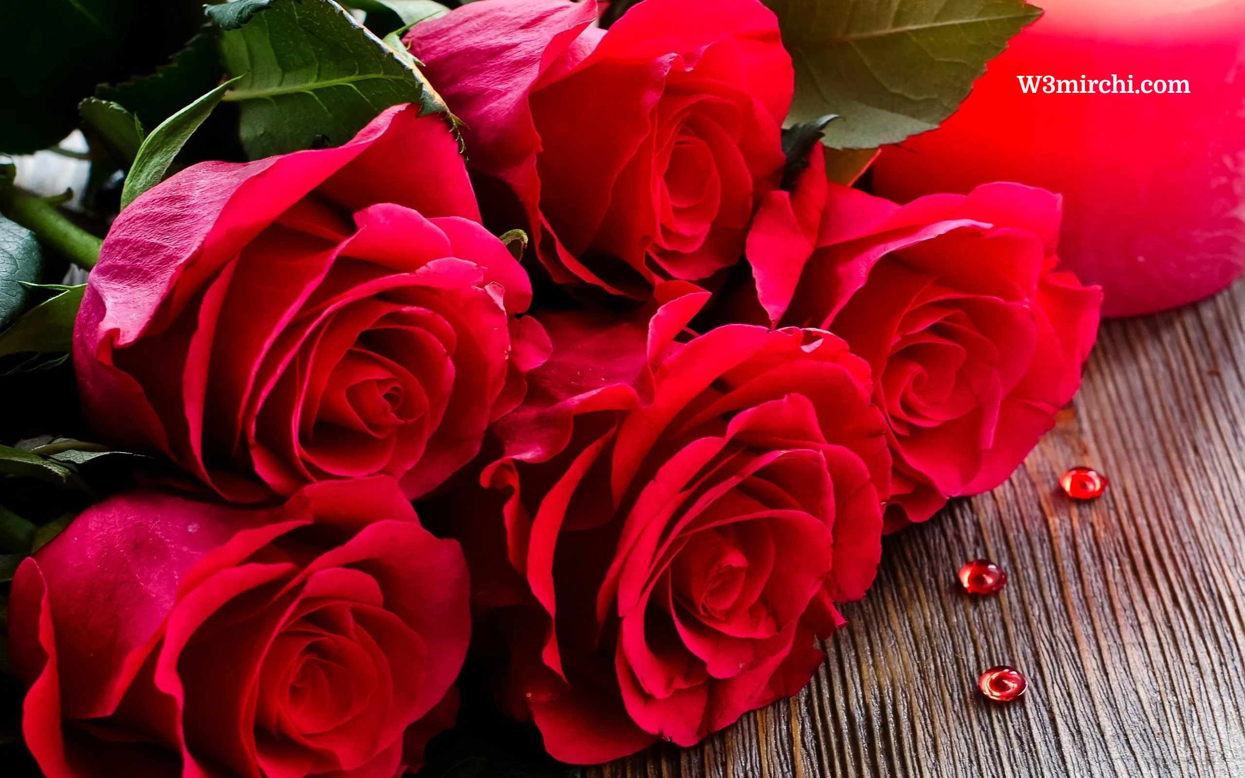 Beautiful Red Rose  Pictures