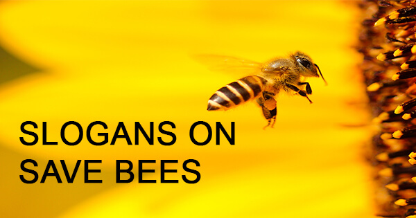 Slogans on save bees