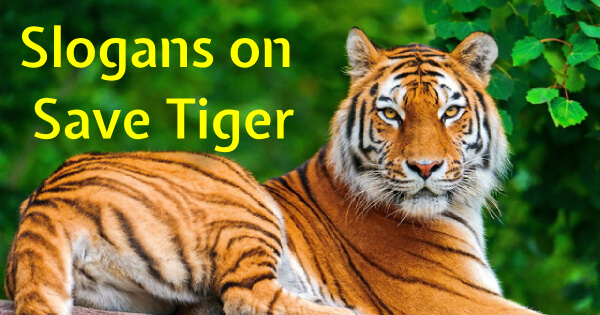 Slogans on Save Tiger